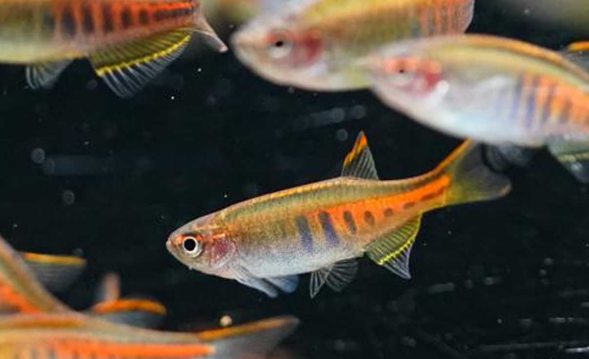 Danio myanmarski - Celestichthys choprae - dowóz, wysyłka