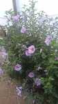 Hibiskus fioletowy i biały