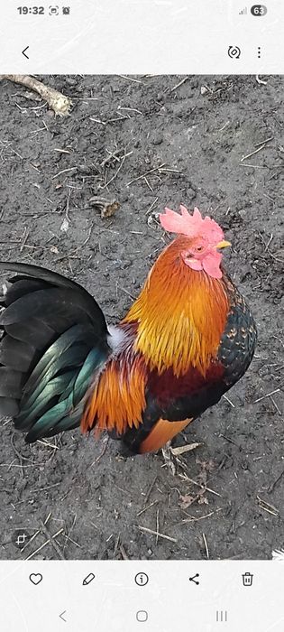 Продам півників Бентамок.