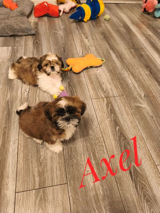 Shih Tzu - Axel - kawaler do wzięcia