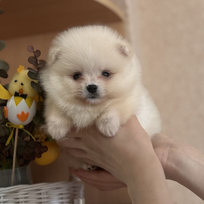 дівчина тип ведмедика шоу классу