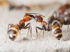 Муравьи Camponotus nicobarensis – купить с муравьиной фермой