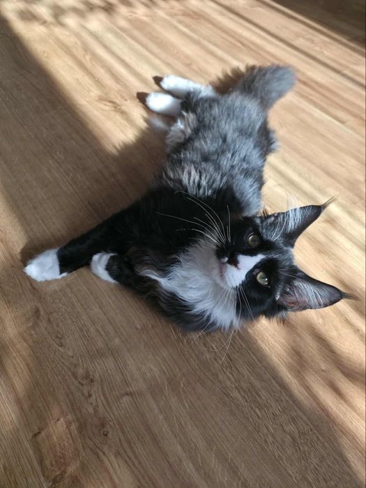 Gotowy do odbioru Kocur Maine Coon z rodowodem FPL