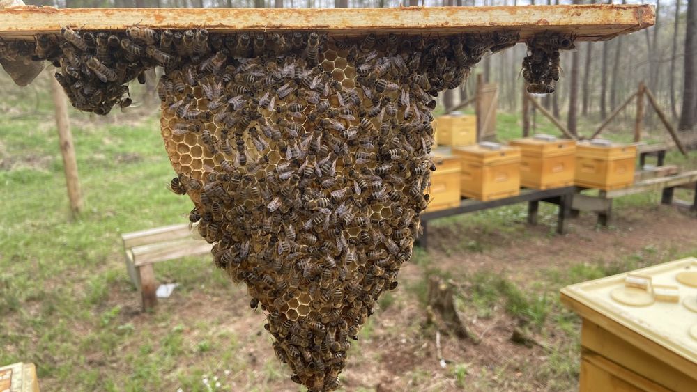 Odkłady pszczele 2024