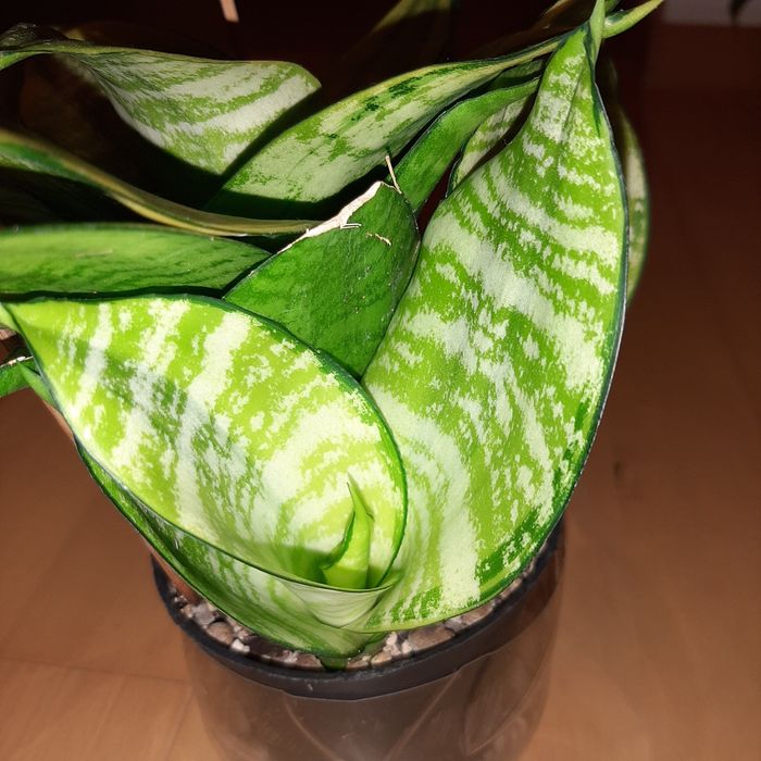 Philippine,  Philippines duży odrost