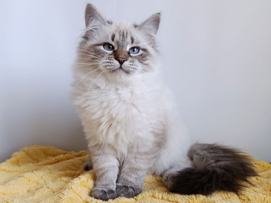 Гарна клубна сибірська дівчинка