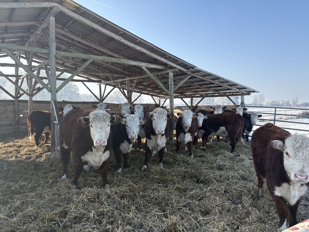 Jałówki Hereford młode