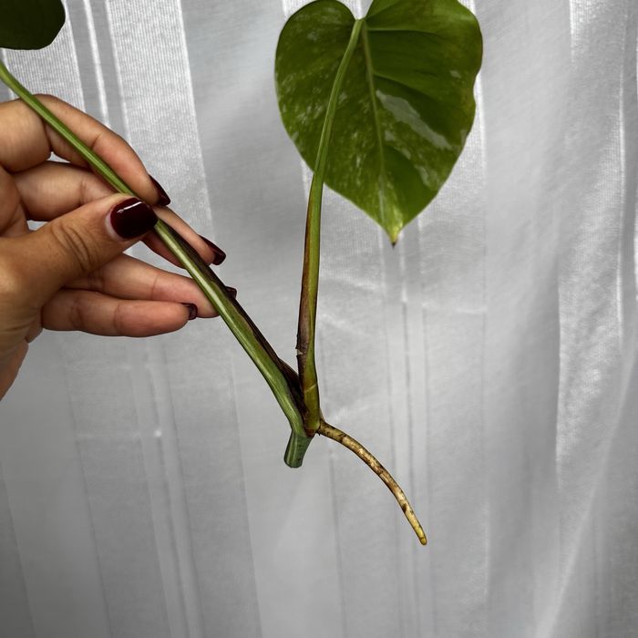 Monster albo variegata top