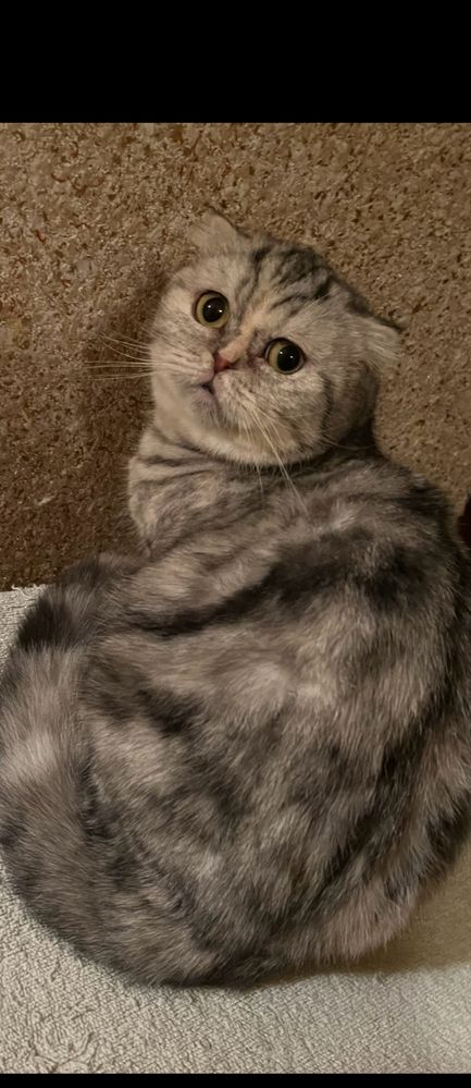 Kotka pregowanie tabby srebna