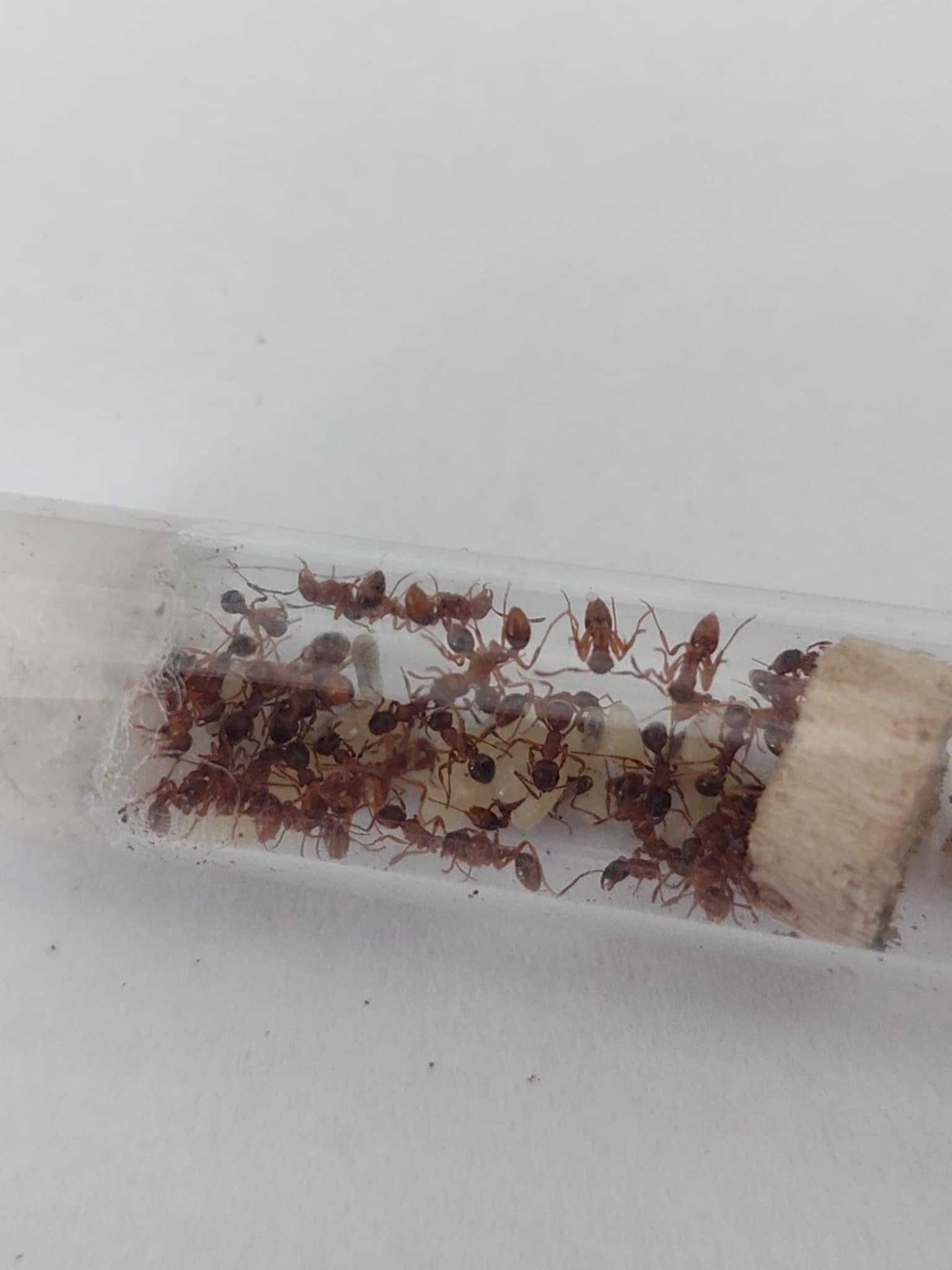 Kolonia Myrmica sp. Q + 50 robotnic