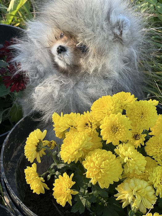 Померанський шпіц 4 міс