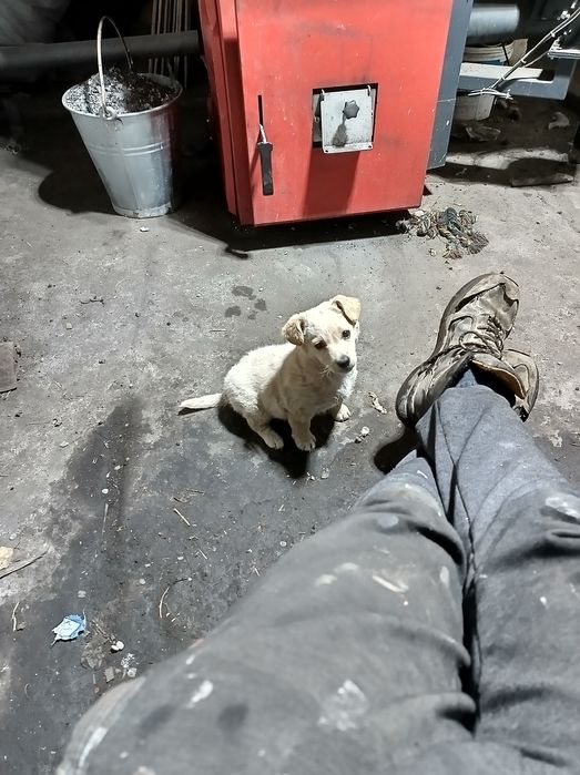 Oddam pieska ma na imię BUNIA