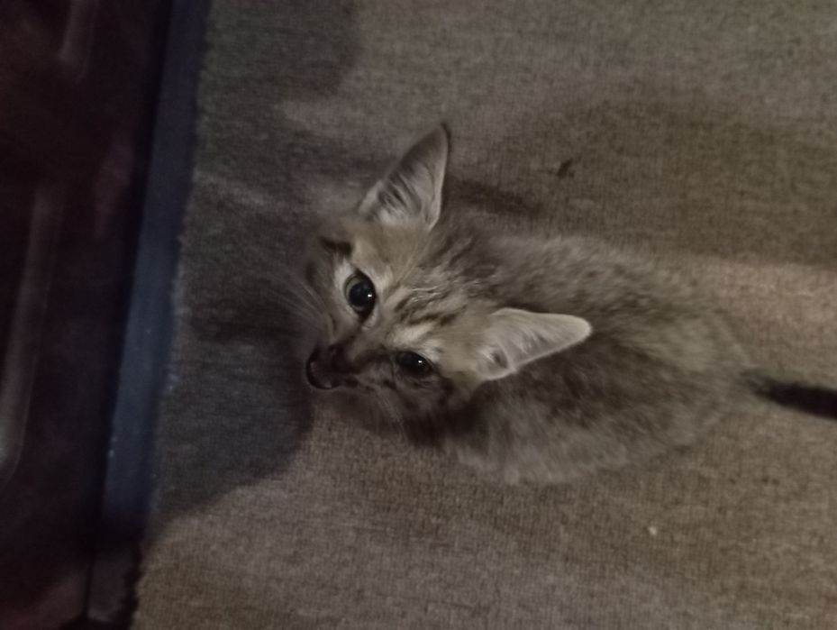 КОШЕНЯ, Хлопчик.