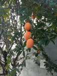 Variedade de maracujá rara e outras variedades de plantas tropicais.