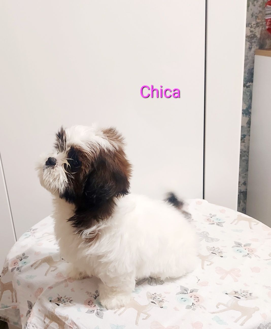 Shih-tzu tricolor