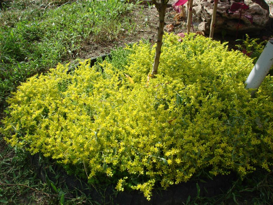 Почвопокровные Гвоздика, Молодило, Седумы, Дюшенея