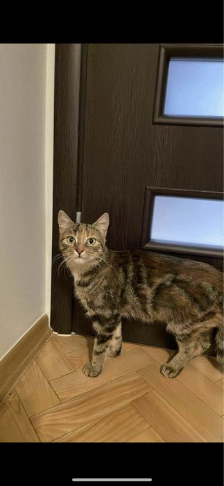 śliczna wyjątkowa kotka (podobna do bengalskiego) z pręgami szuka domu