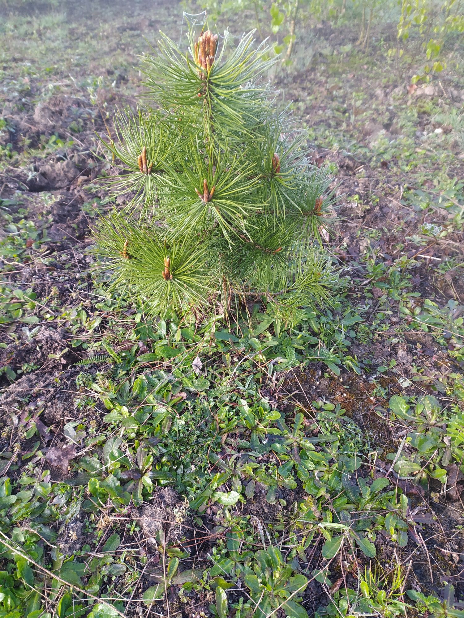 12szt.30-50cm Sosna zwyczajna sadzonki drzewka