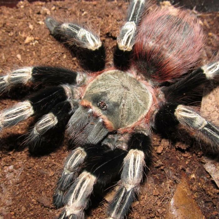 Lasiodora cristata павук птахоїд для новачків тарантул