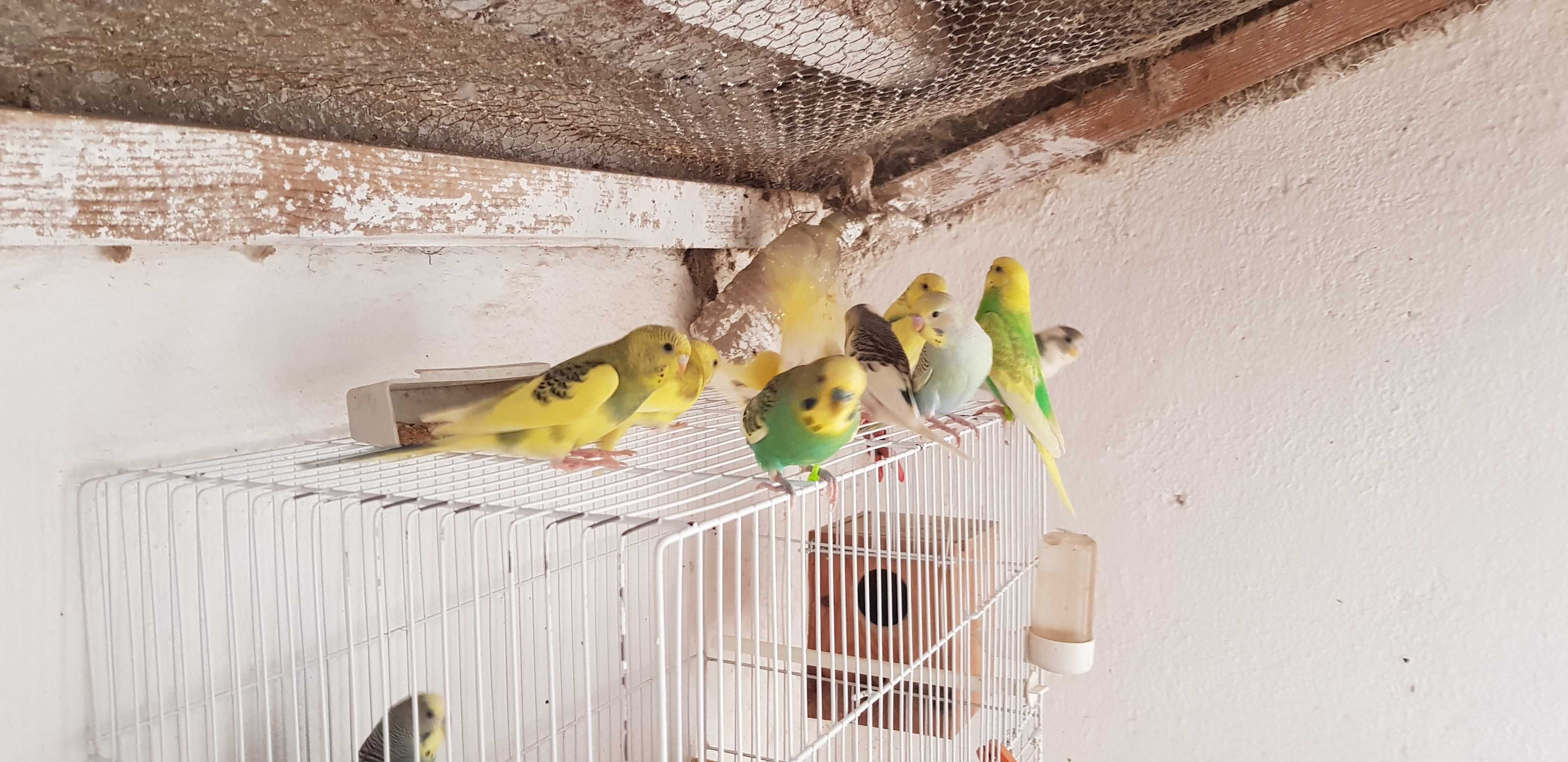 Piriquitos varios