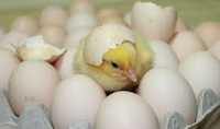 яйца для инкубации от птицефабрики