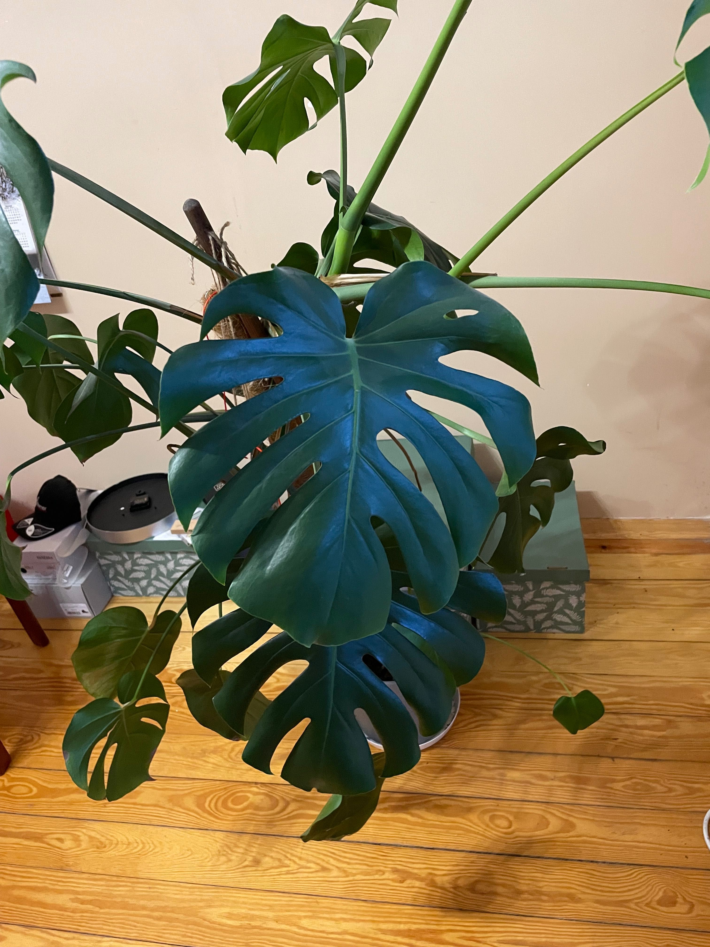 Duża monstera w doniczce