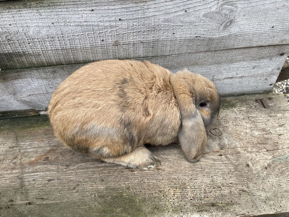 Кролі французький баран