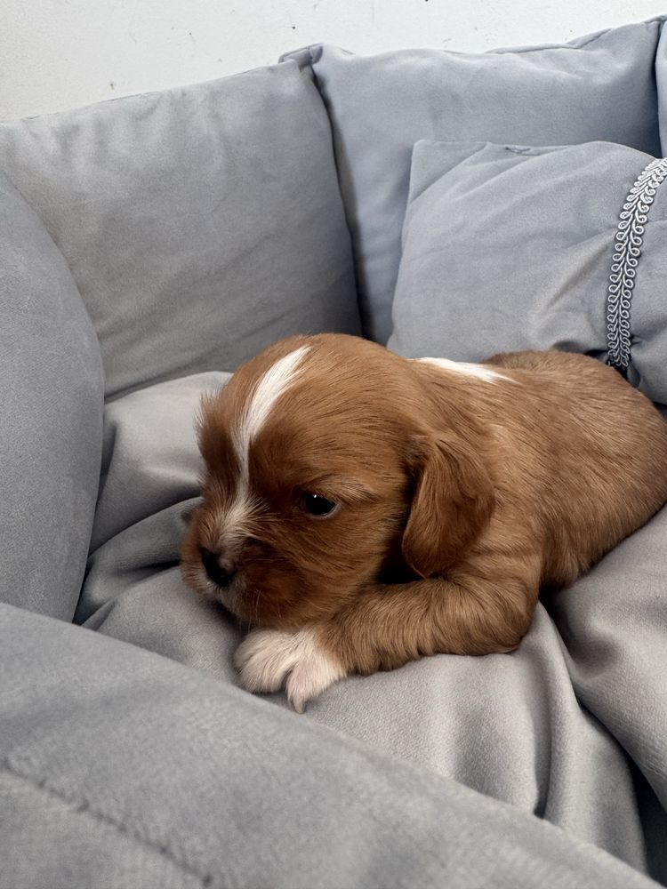 Mario cavalier King charles spaniel ruby