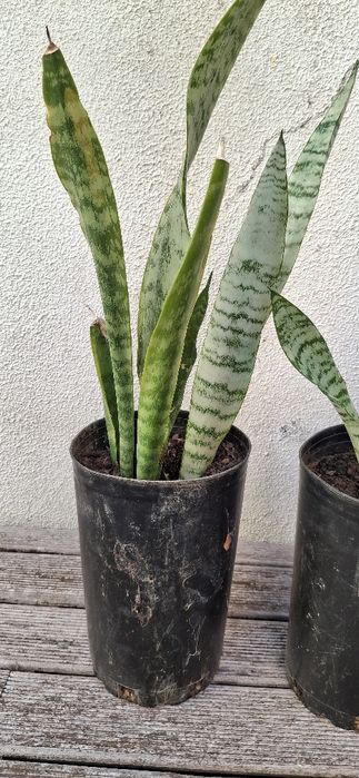 Plantas espada de sāo jorge