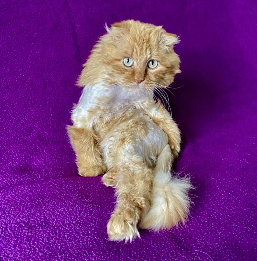 Котики шукають родину