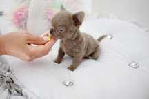Chihuahua liliowy chłopczyk XS