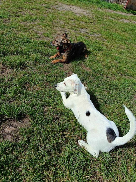 Oddam pieska w dobre ręce zo