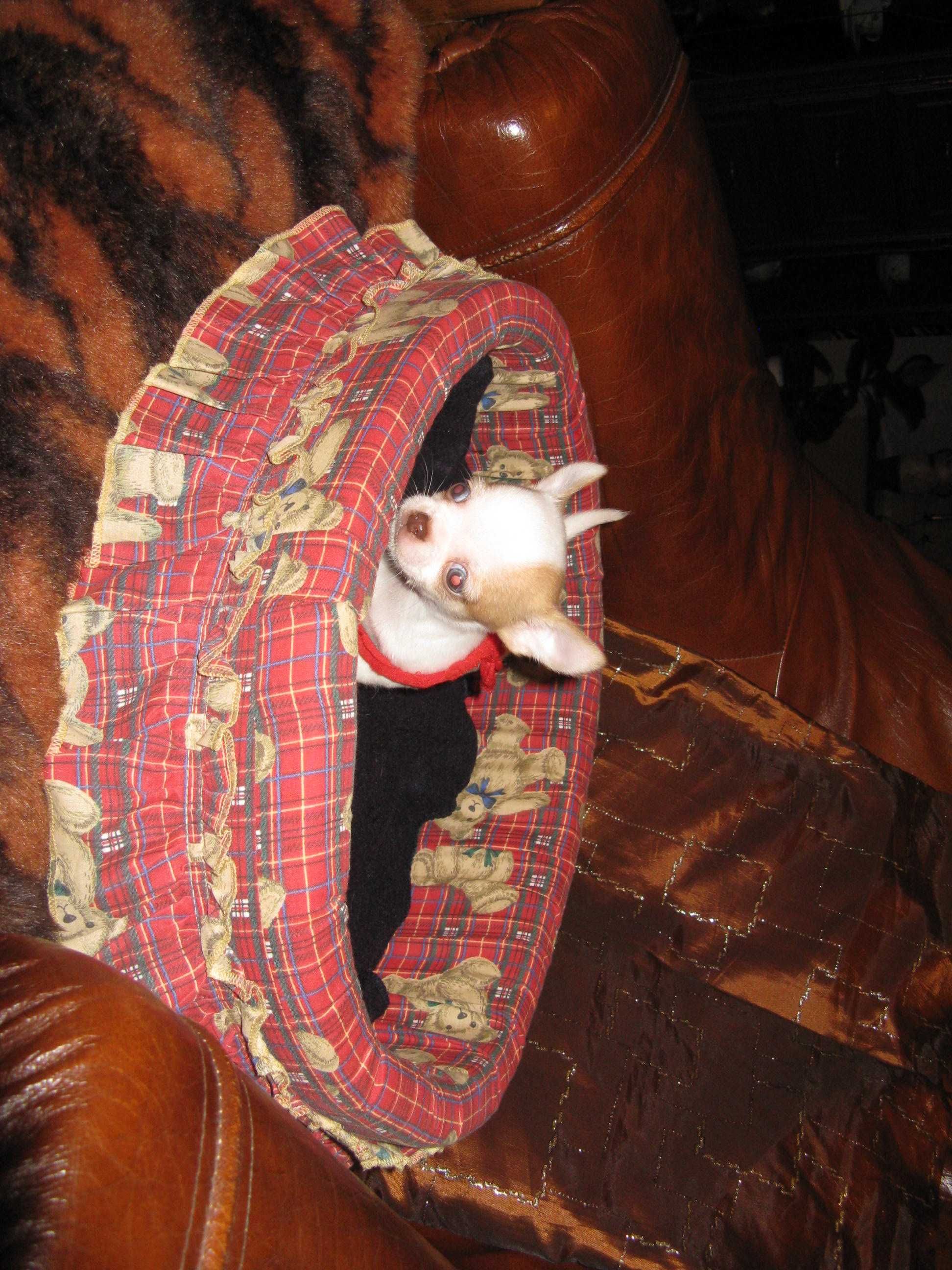 Chihuahua mini biała sliczna cudowna laleczka
