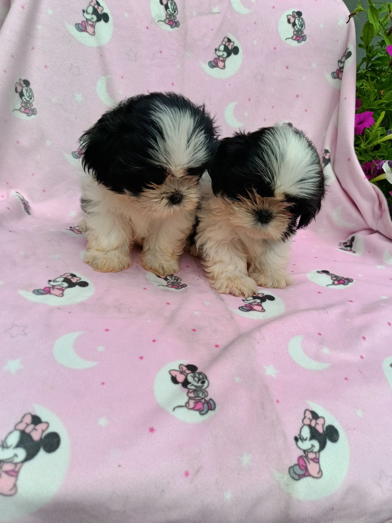 Czarno biała Suczka Shih Tzu