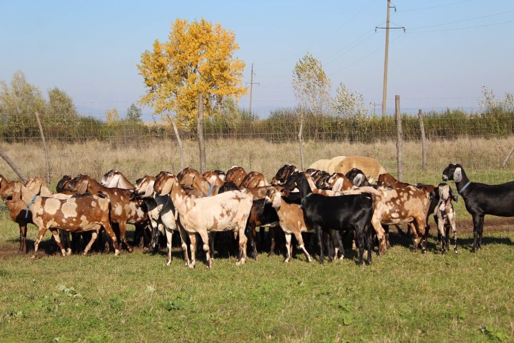 Англонубійські кози і козли