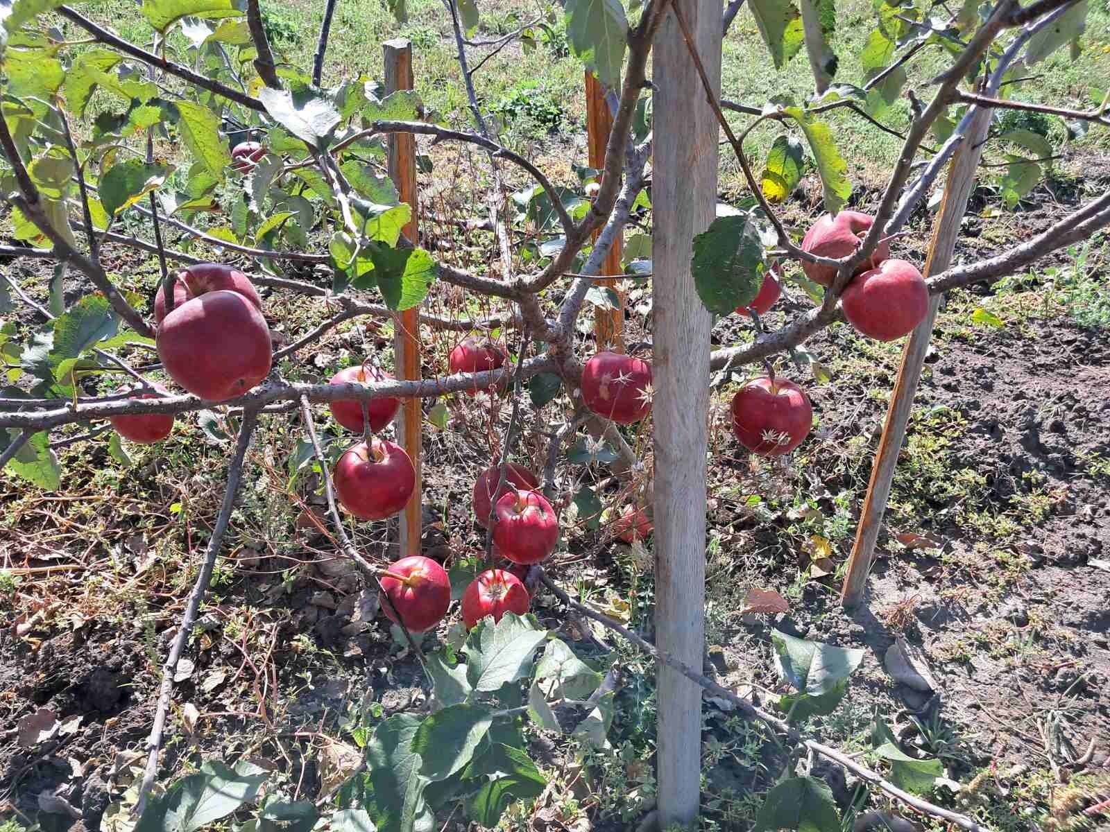 Продам дом Староверовка