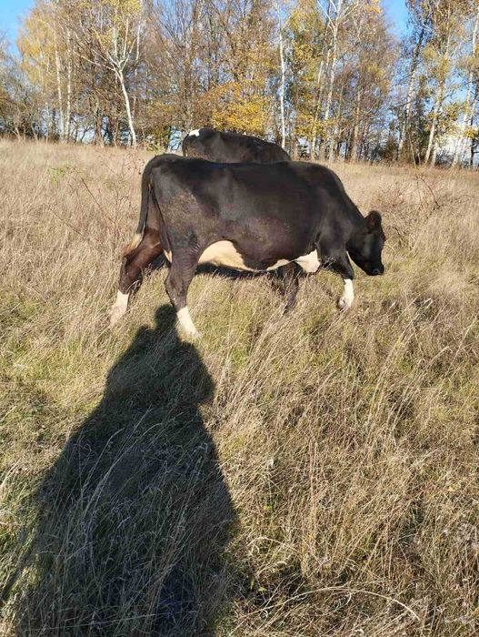 Продам молочну корову.