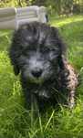 Bedlington terrier FCI szczenię