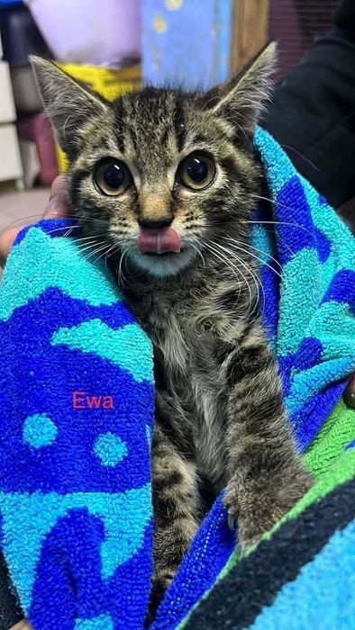 Pilne!! 6 mcz piekne wyjątkowe kotki czekają na opiekuna Żychlin