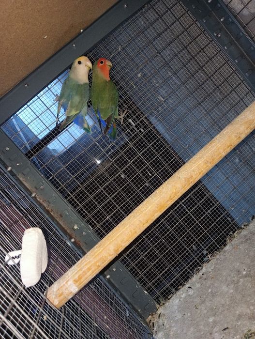 Casais agaponis ano 2025