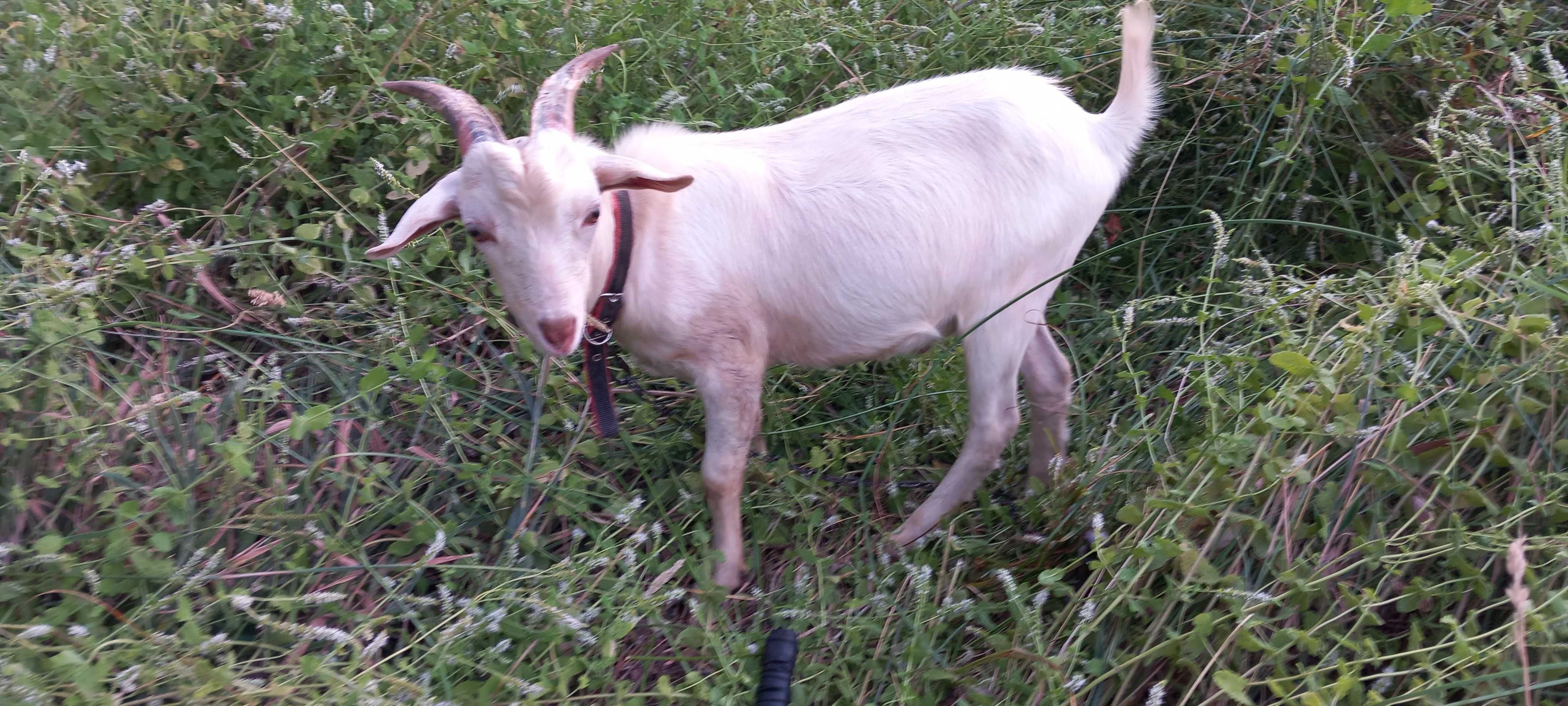 Cabra, macho 6 meses, para criação