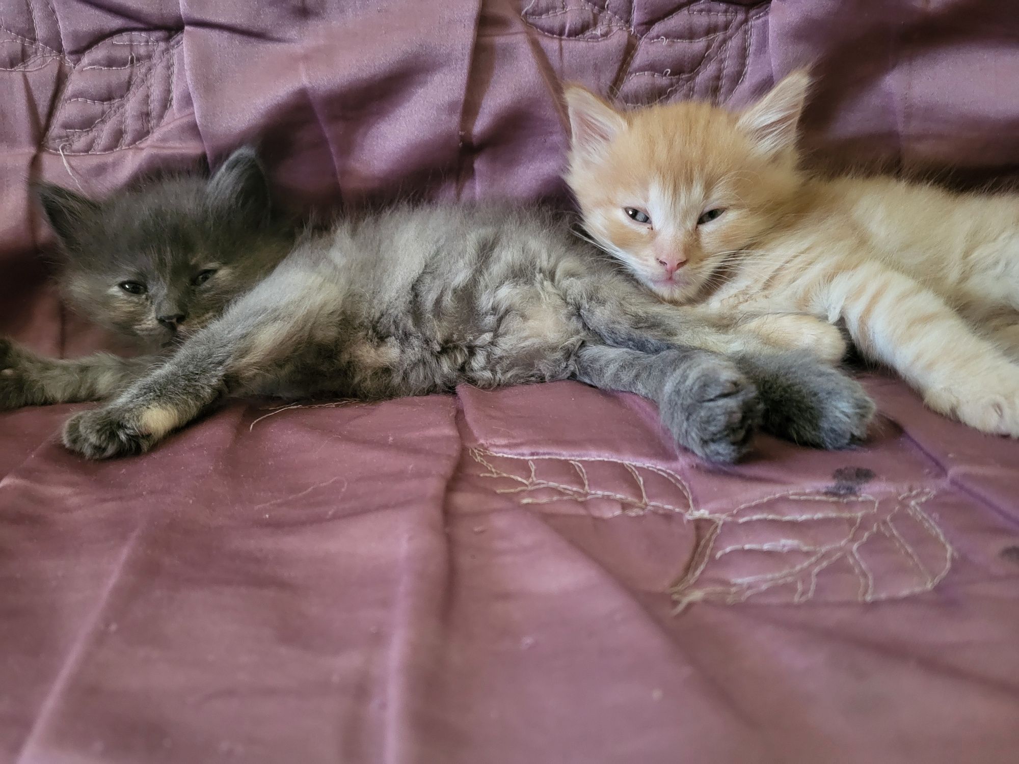 Віддамо в хороші руки кошенят