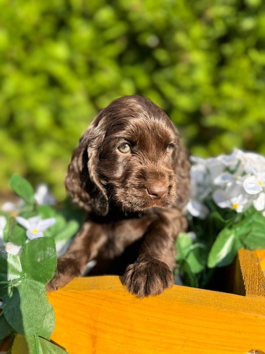 Cocker spaniel angielski Piesek