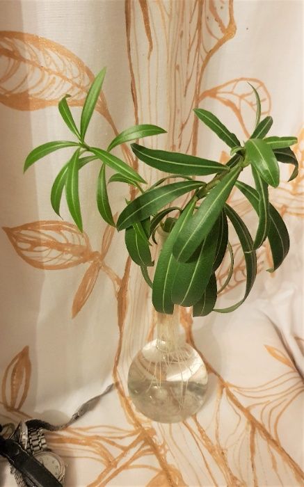 oleander gałązka kwitnie na czerwono