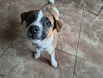 Śliczna sunia Jack Russell terrier gładkowłosa Rodowód