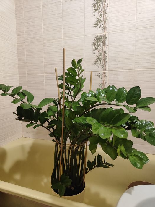 Заміакулькас 95 см рослина в офіс