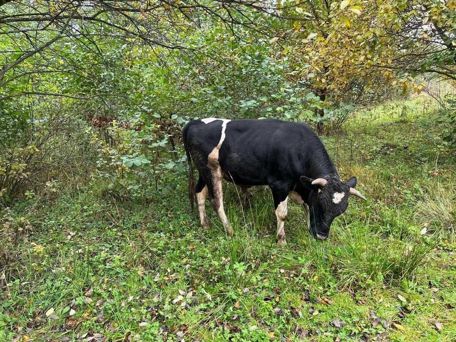 Продається молодий бик