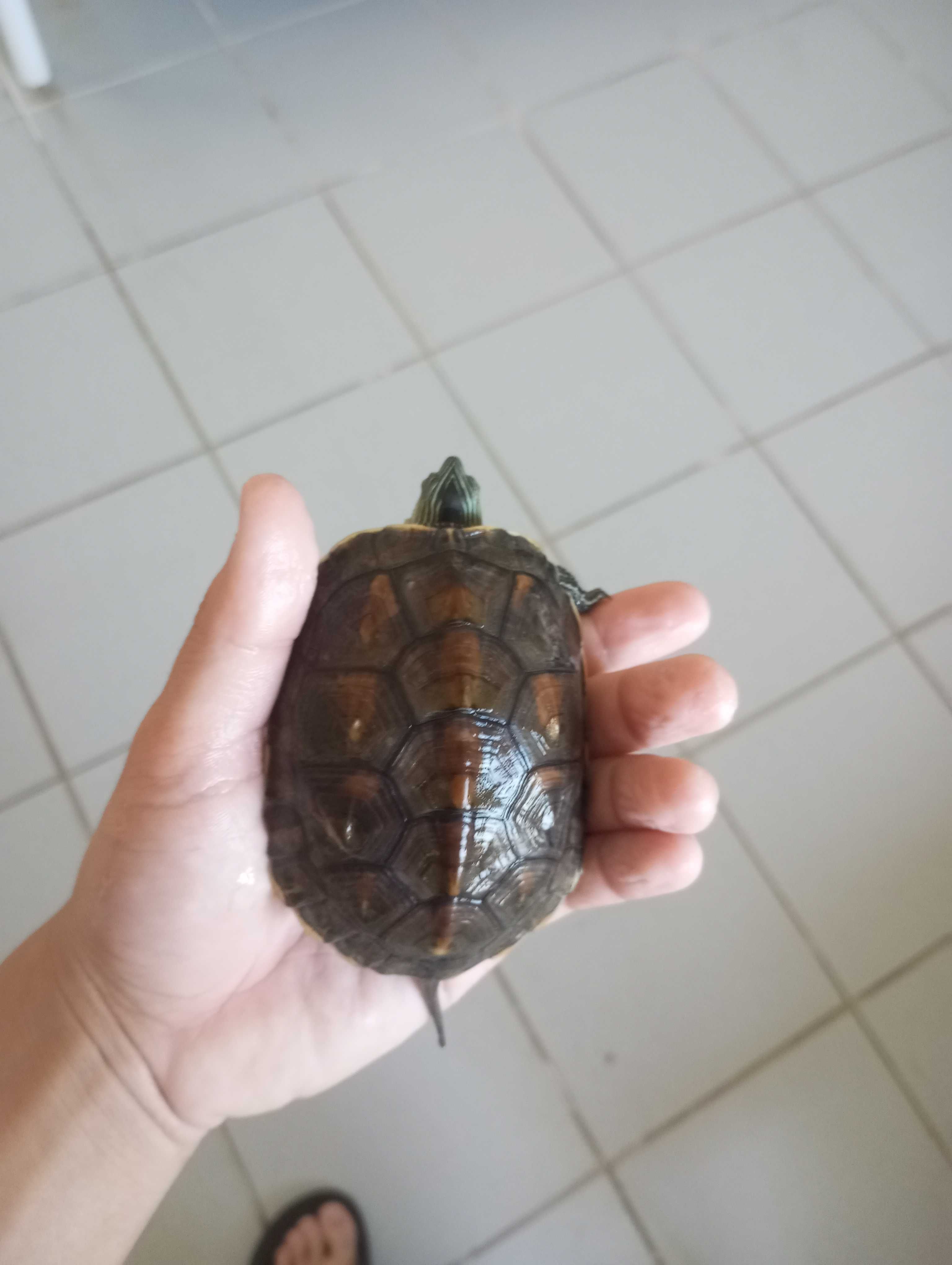 Comida para Tartaruga 30€