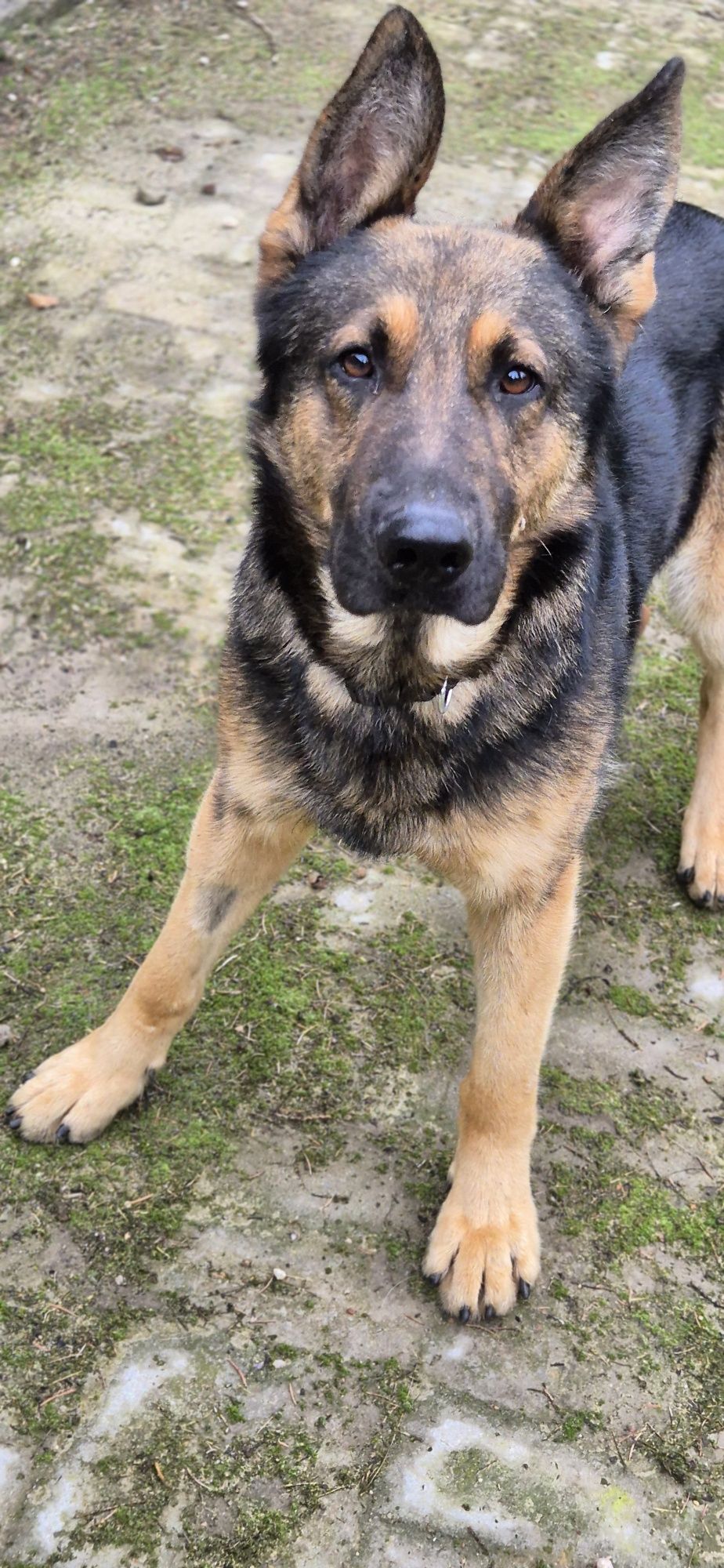 Piesek Około 1.5 roku