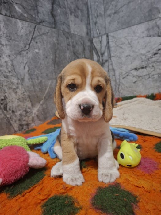 Beagle suczka  szczeniak po Championach, okolice Poznania